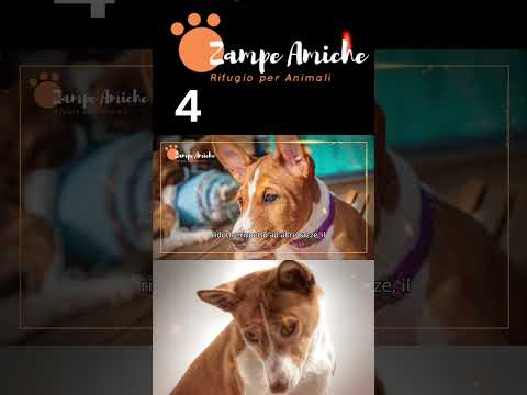 4 Basenji Odori e pulizia     #basenji i #beagle #pets