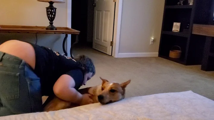 dog wrestling episode 1