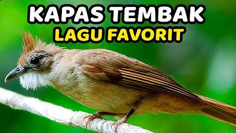 MASTERAN SUARA KAPAS TEMBAK GACOR DOR NGEBREN NEMBAK PANJANG DURASI PANJANG
