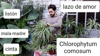 Una planta muy fácil de cuidar ! Chlorophytum comosum: lazo de amor, malamadre, cinta o listón
