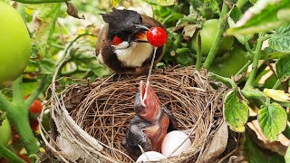 Baby VOMITS Out RED Grape STUCK in THROAT & Mom Eats it Up | birds in nest | Cuckoo eggs Unhatched