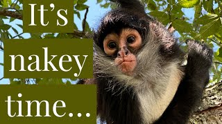 Nakey monkey time. Let’s go have some fun!! 🤩  #monkeys #spidermonkey #capuchin