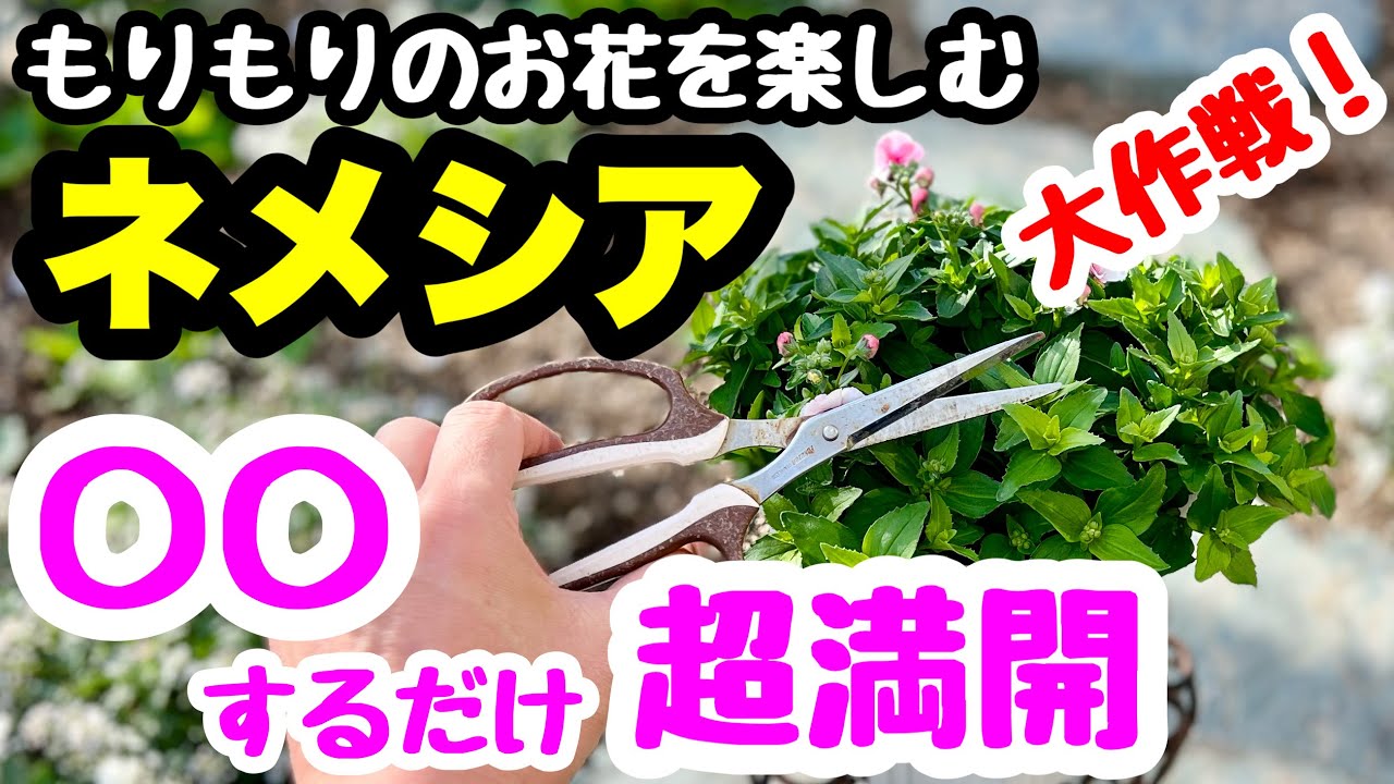 ◇ Just by doing ○○, [Morimori Super Full Bloom] Nemesia