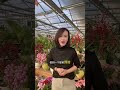 When growing flowers in winter it is essential to pay attention to pests and diseases
