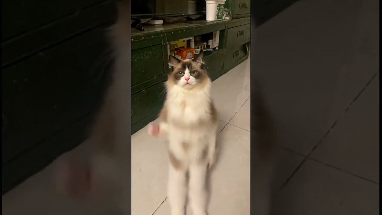 #comedy #funny #memeclip #funnymemes #cat #dankememes #funnypictures #comedymemes #memehub #youtube