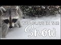 Tito Plays in the Snow