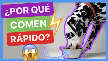 ¿Por qué los perros esperan a que comas?