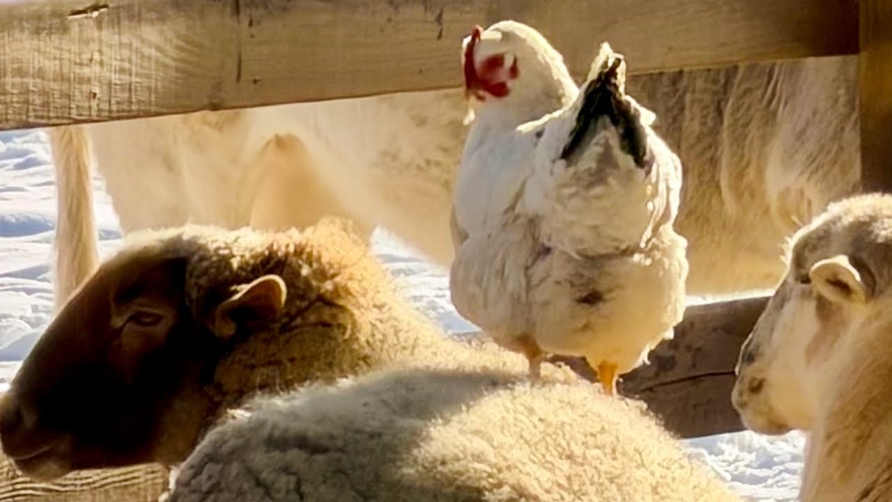 What the Animals Taught Me About Being Present 