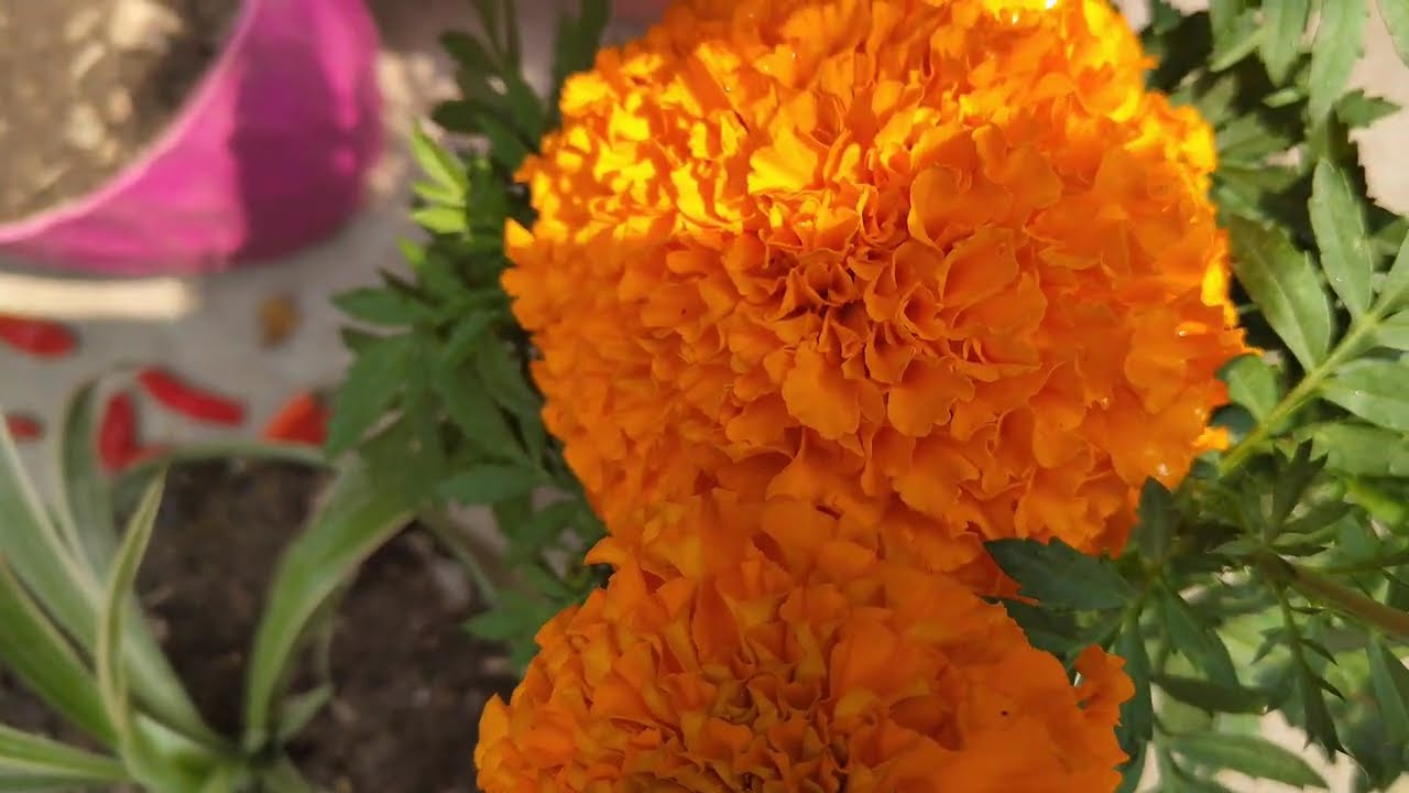 Beautiful marigold flowers 🌼🌼🌼🌼❤️#gardening #nature #marigold #mygarden #bloom #love #ytvideos 