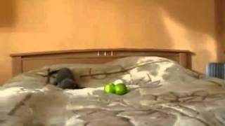 Kitten Vs Two scary things