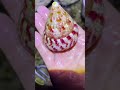 Catching Seafood and Shellfish in the Dark – Low Tide Adventure! 在黑暗中捕捉海鮮和貝類－退潮探險！