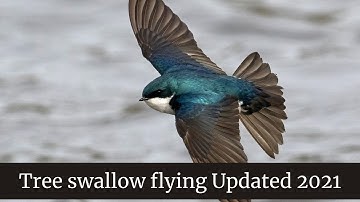 Tree swallow flying || Tree swallow bird food || Tree swallow bird as a pet