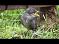 Птенец скворца под машиной. A starling chick under the car