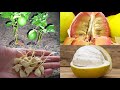 Cum se planteaz seminele de pomelo