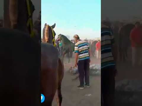 لحظات مؤثرة لمحاولة إنقاذ حياة حصان من الموت في أحد الأسواق