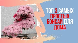 ТОП 3 самых простых видов БОНСАЙ для начинающих. Советы по уходу за бонсай. Bonsai for Beginners