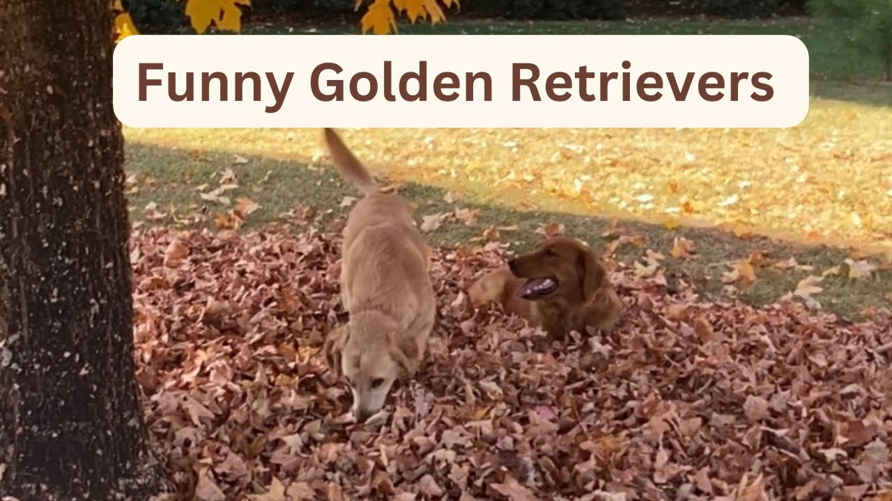 Funny golden retrievers playing & hiding in the leaves #dog - YouTube