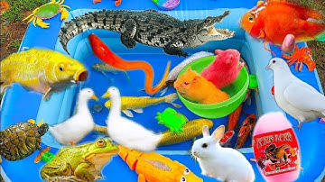 Thỏ Vlog Câu Cá Dưới Ao Gặp Các Động Vật Dễ Thương, Chuột Nhiều Màu Sắc