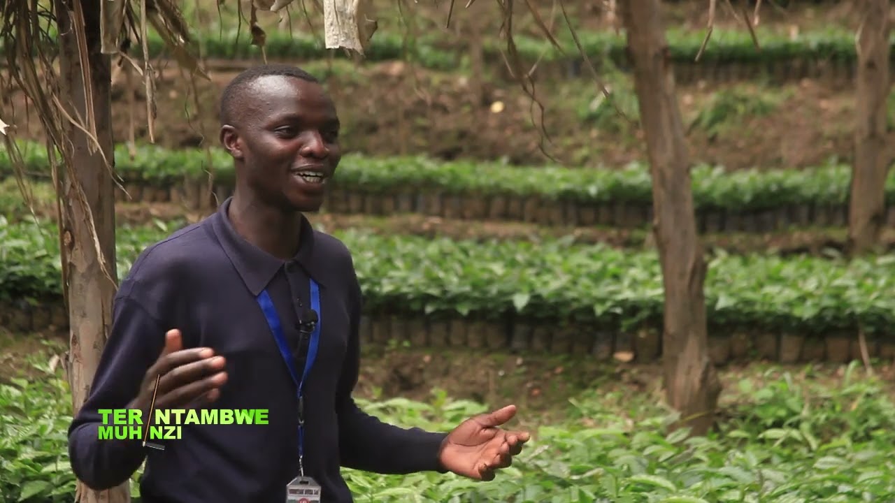 Sobanukirwa ubuhinzi bwa Kawa | Uko ingemwe zitegurwa n'uko zihingwa