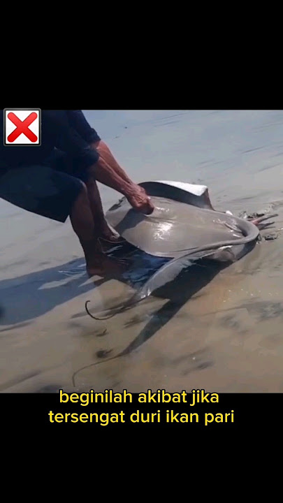 STING EFFECTS OF STINGRAY SPINE 😱😭 #stingray