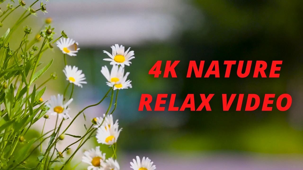 The Beautiful Flowers Music Video