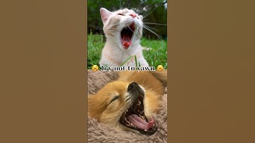 🥱 Try not to Yawn 🥱 #pomeranian #trynottoyawn #shorts