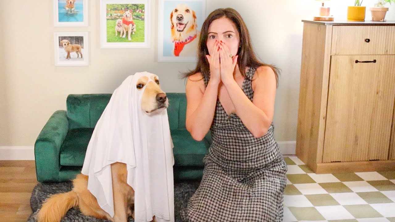 моя собака примеряет все свои костюмы