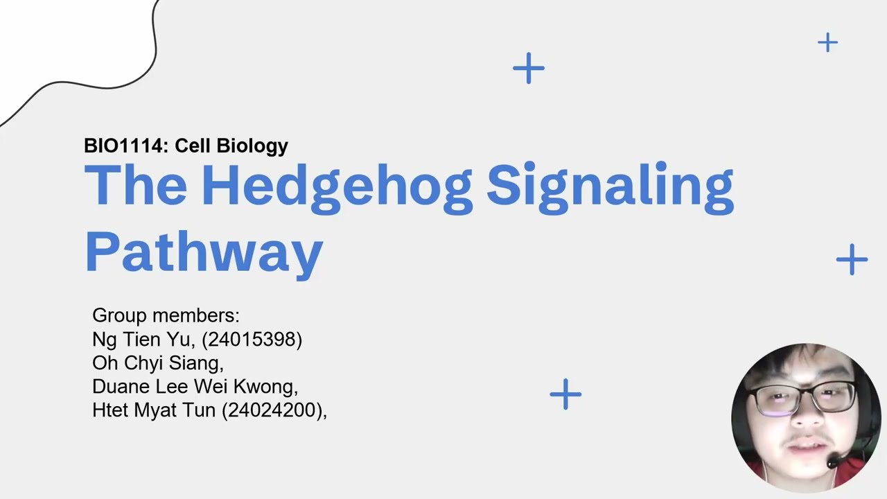 4 Hedgehog Signal Transduction Pathway