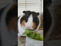 Marshmallow Eating Lettuce | ASMR #2 | Cute Guinea Pigs