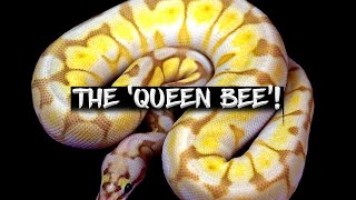 The Potential of the 'Queen Bee' Ball Python!