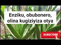 Ebileeta Enziku N Obubonero Kwolabira Nti Olina Enziku Oyinza Otya Okwewala Okufuna Enziku Tosubwa 