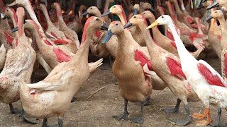 Bebek Angsa Bebek Kecil Ya Mama Bebek Warna-warni Bebek Bebek Bebek Bebek Berenang Kwek Kwek Lucu