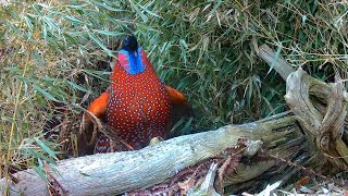 Satyr tragopan (Tragopan satyra) pheasant courtship display in full (60fps)