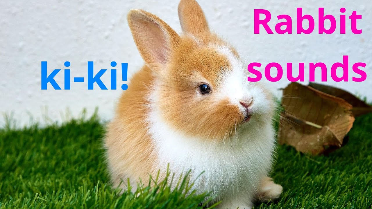 Rabbit Sounds / Звуки кролика для детей - YouTube