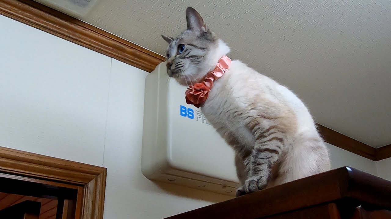 飛び移り 生前のマロと同じ行動をするシャムトラ マロン Youtube