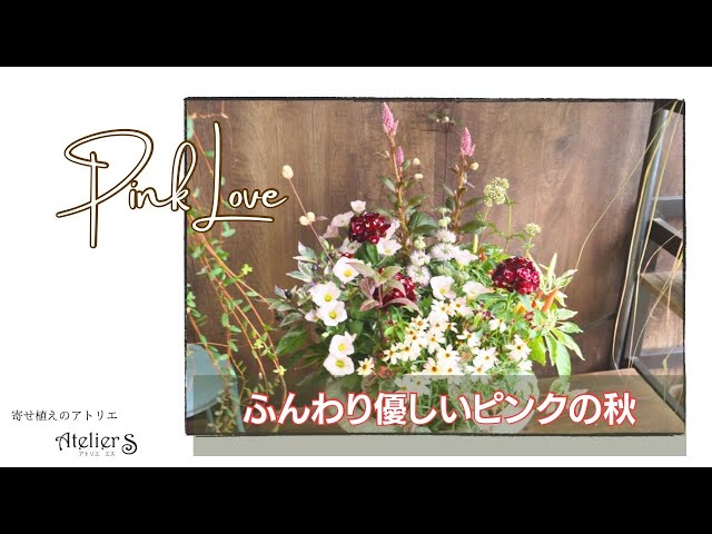 寄せ植え】ふんわりやさしいピンクの秋【ガーデニング】 - YouTube