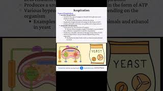 Types Of Respiration