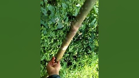 Thăm vườn cà phê xen sầu riêng cực đẹp ở Đăk Nông