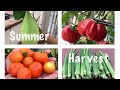 Harvesting Organic Summer Vegetables From My Terrace Garden