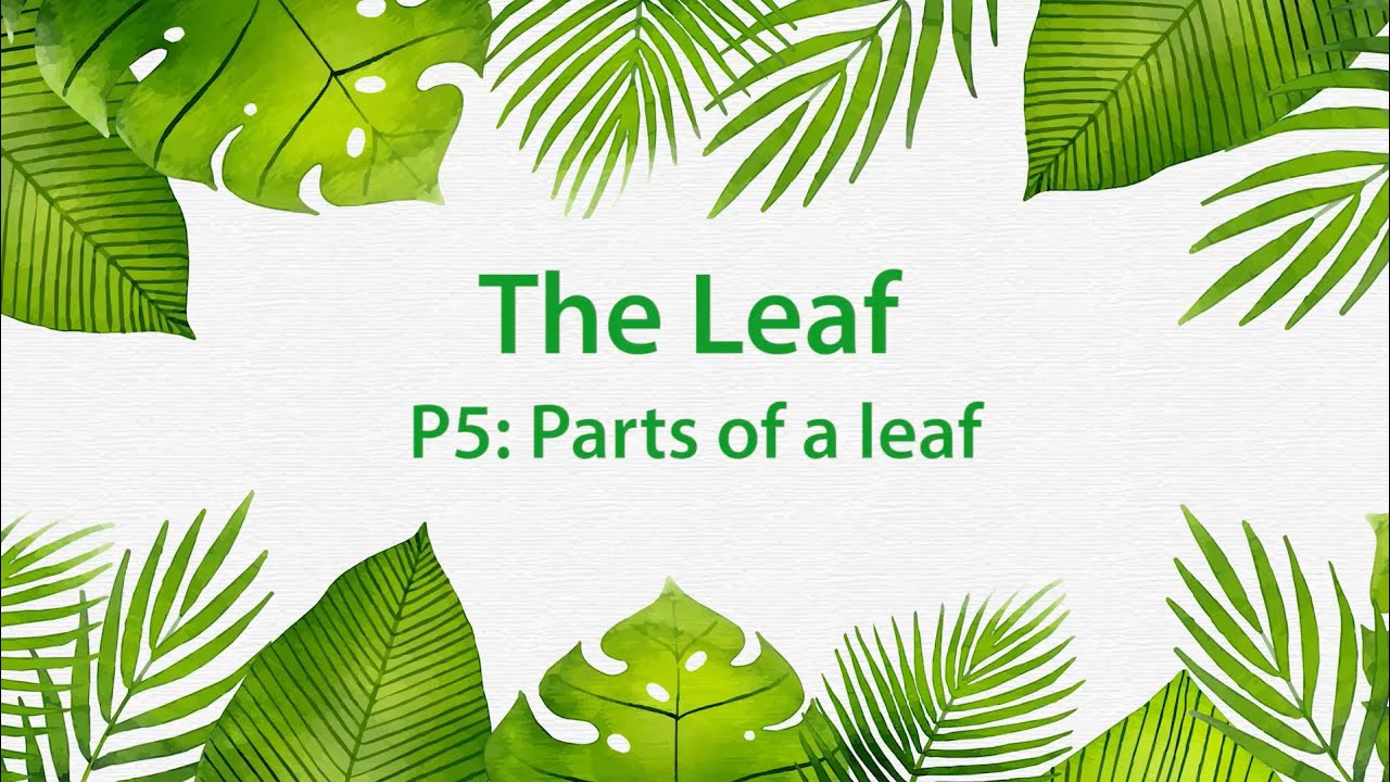 Montessori Elementary: The Leaf (Presentation 5 - Parts of a leaf)