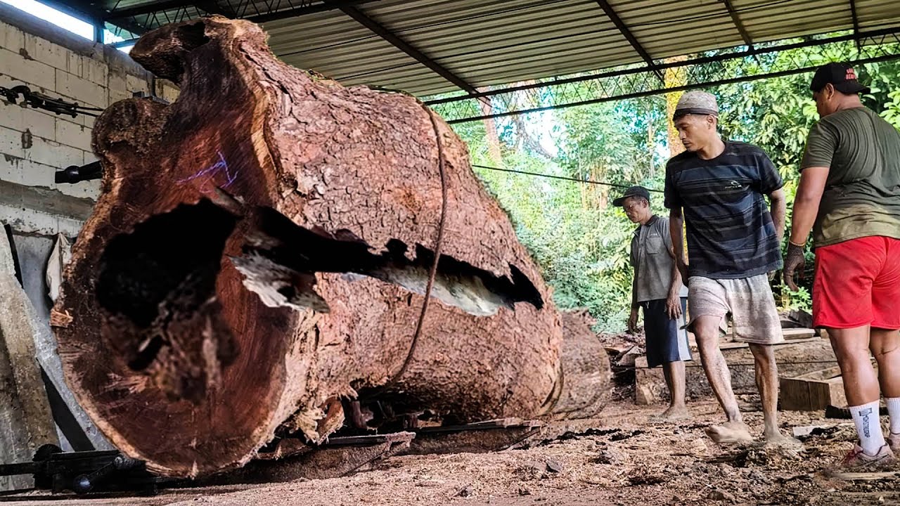 Sawing down a rotten, massive 1,000-year-old rain tree! Uncovering an impossible discovery inside