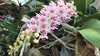 Как вырастить орхидеи на дереве | Rhynchostylis gigantea