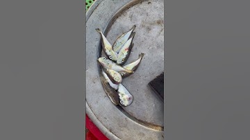 Cách làm cá Nóc siêu đơn giản