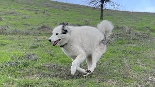 The Epic Boi!