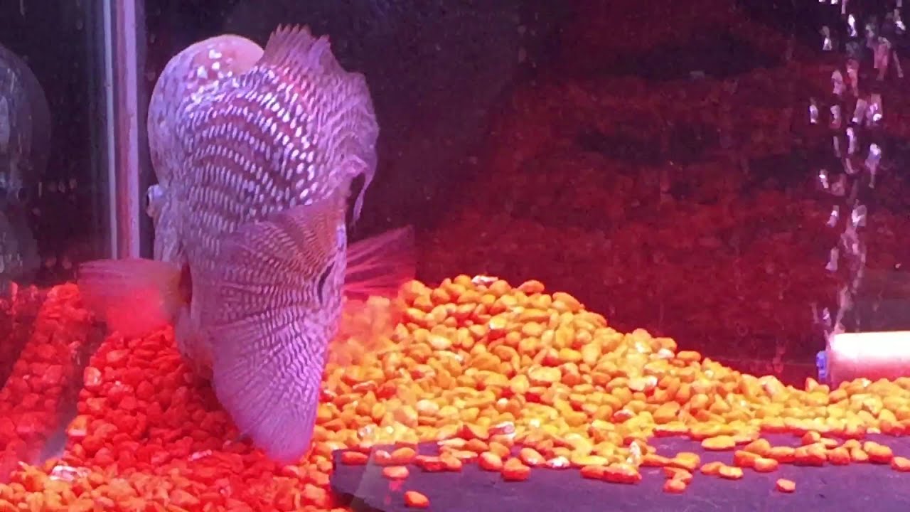 camera iphone 8 plus apk Male and female champion Flowerhorn