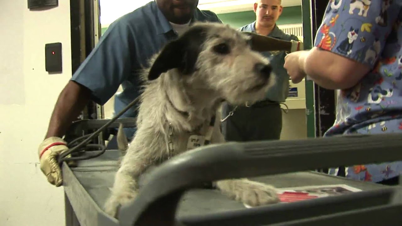 Old Dog Rolled Out Of Room On Cart_Shelter.6_23 free video clips background