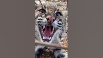 Gorgeous Bobcat!!! #Shorts