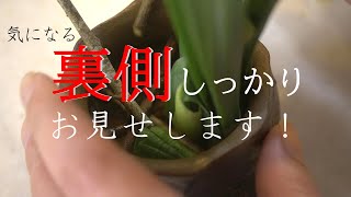 【生け花】裏側も見せちゃいます！