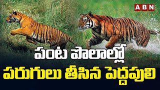పంట పొలాల్లో పరుగులు తీసిన పెద్దపులి | East Godavari Tiger Updates | ABN Amaravati