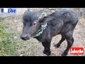 Baby Buffalo ,🦬🐃| very cute baby buffalo🥰🍀#anymals #viral